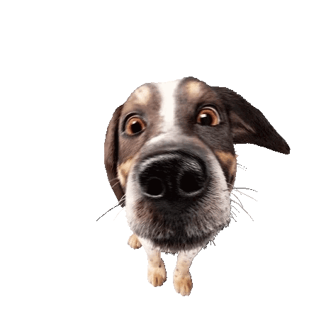 Animated Dog